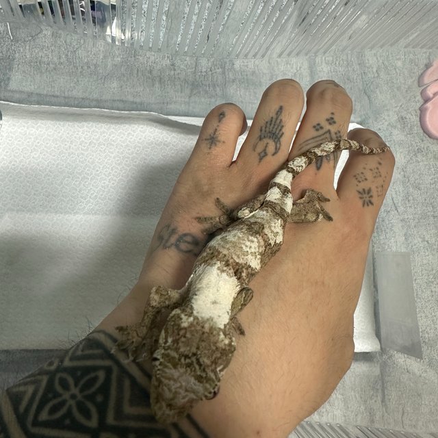 화이트카라 파인아일랜드