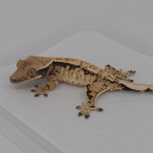 노멀 드리피 트라이