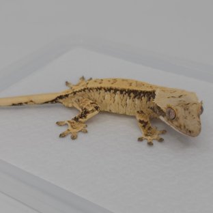 노멀 드리피 트라이