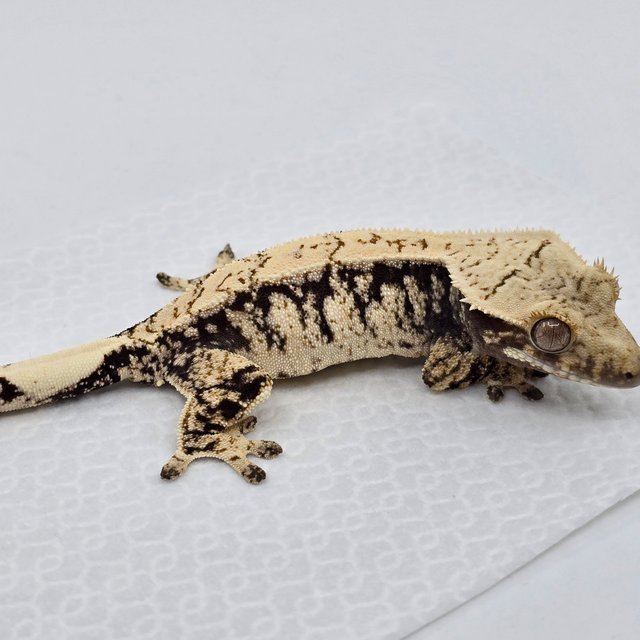 노멀 드리피 화이트스팟