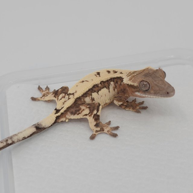 쿼드 드리피 세이블