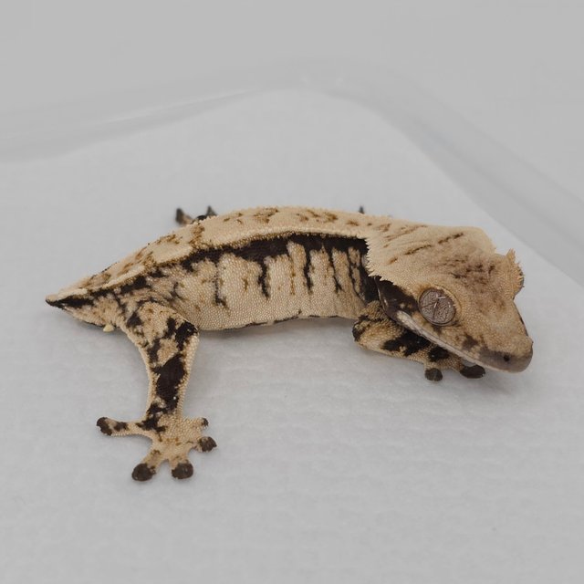 노멀 드리피 트라이