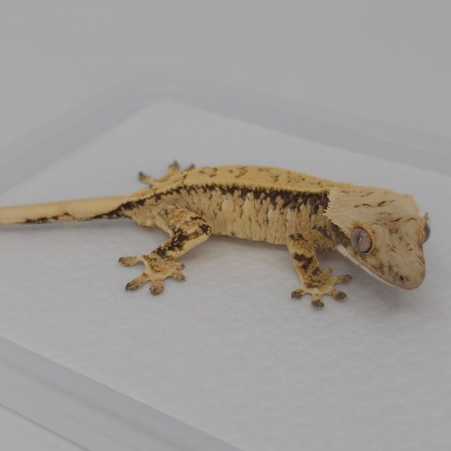 노멀 드리피 트라이