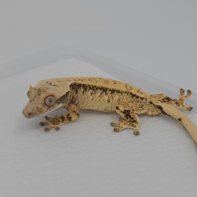 노멀 드리피 트라이