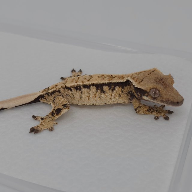 노멀 드리피 트라이