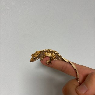 트라이 익스트림할리퀸