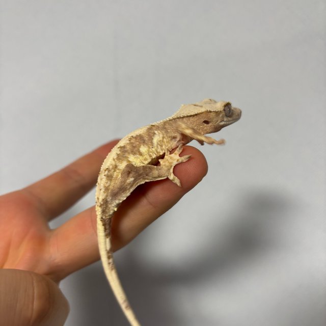 릴리100%헷아잔틱