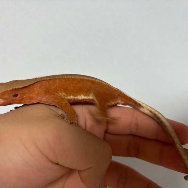 레드 바이 화이트포트홀