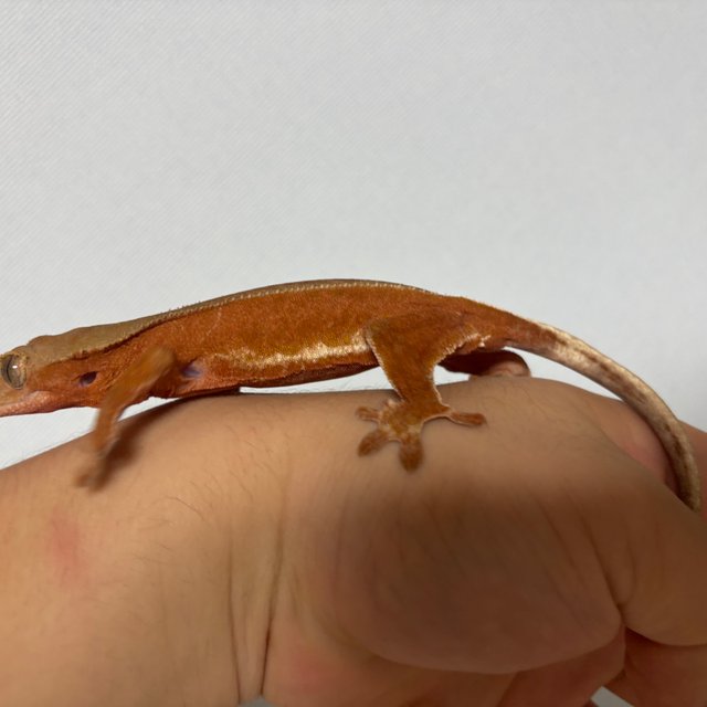 레드 바이 화이트포트홀