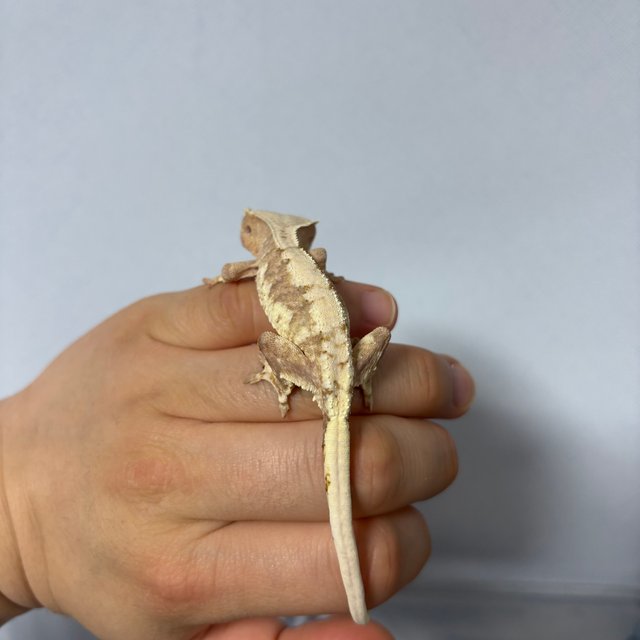 릴리100%헷아잔틱