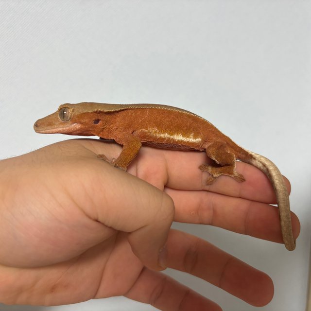 레드 바이 화이트포트홀