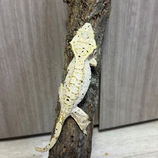 달마시안