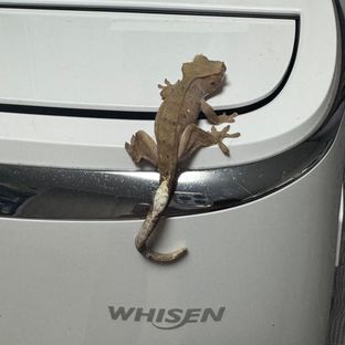 세이블 레드