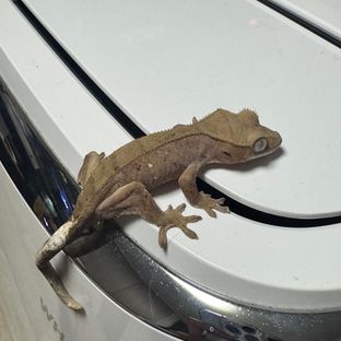 달마시안 세이블 레드