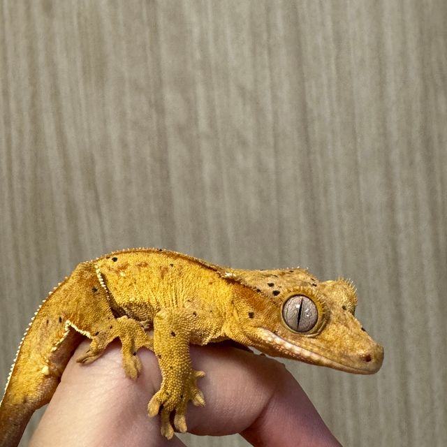 달마시안