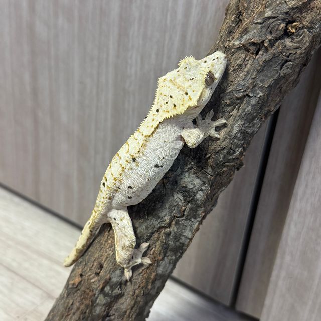 달마시안