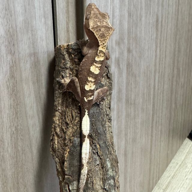 100%헷아잔틱