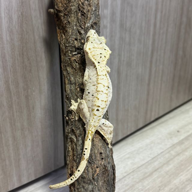 달마시안