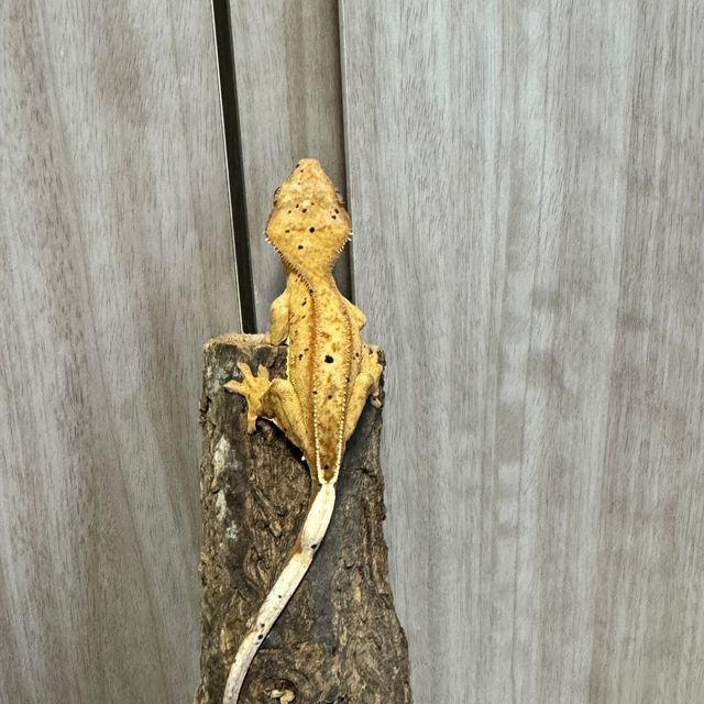 달마시안