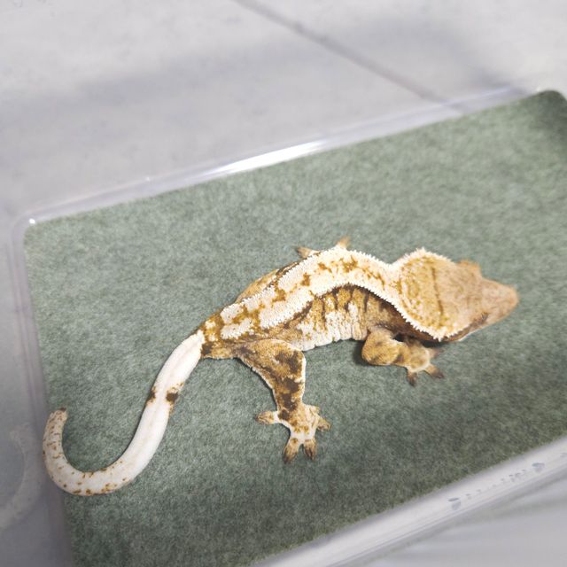 트라이