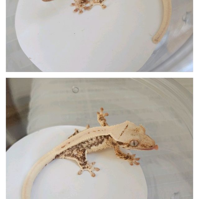 릴리화이트