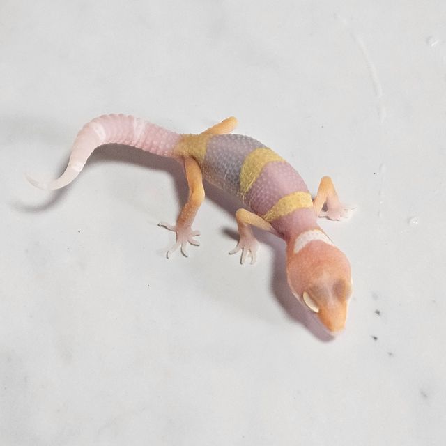 옐로우 화이트