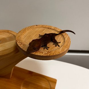 100%헷아잔틱 다크 플레임