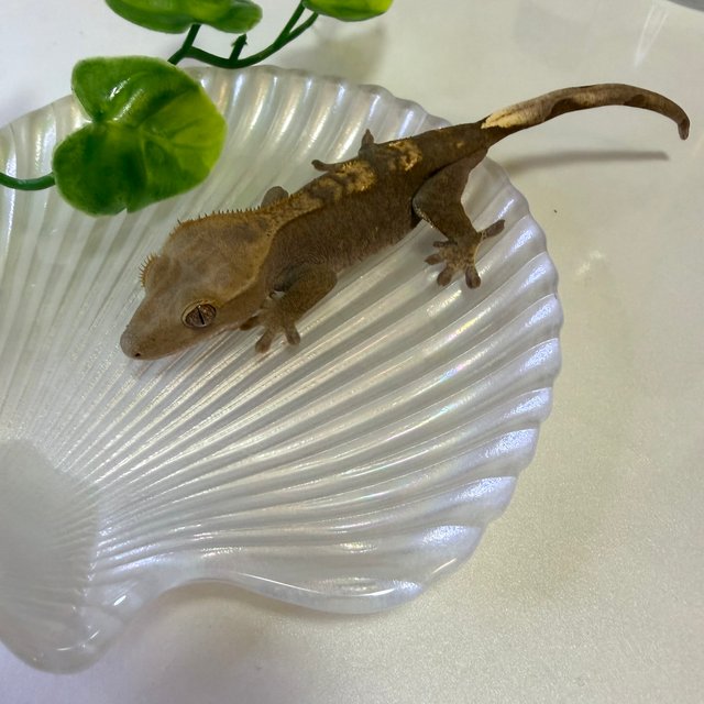 100%헷아잔틱 다크 플레임