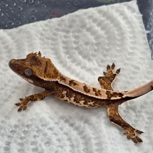 100%헷초초 트라이