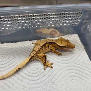 트라이 익스트림할리퀸 화이트스팟