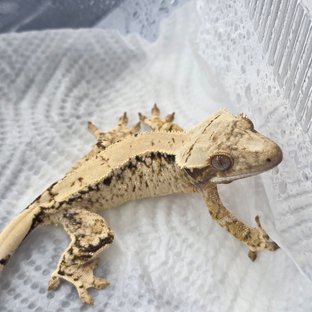 트라이 화이트스팟