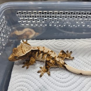 트라이 익스트림할리퀸 화이트스팟 텐저린