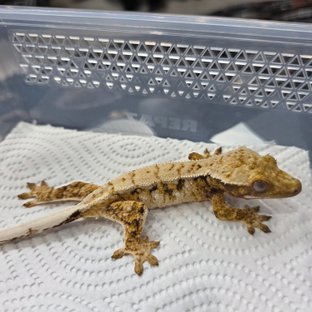 트라이 익스트림할리퀸 화이트스팟