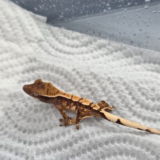 100%헷초초 트라이