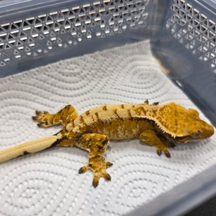 트라이 익스트림할리퀸 화이트스팟