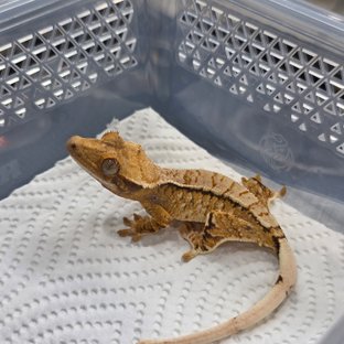 트라이 익스트림할리퀸 화이트스팟