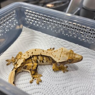 트라이 익스트림할리퀸