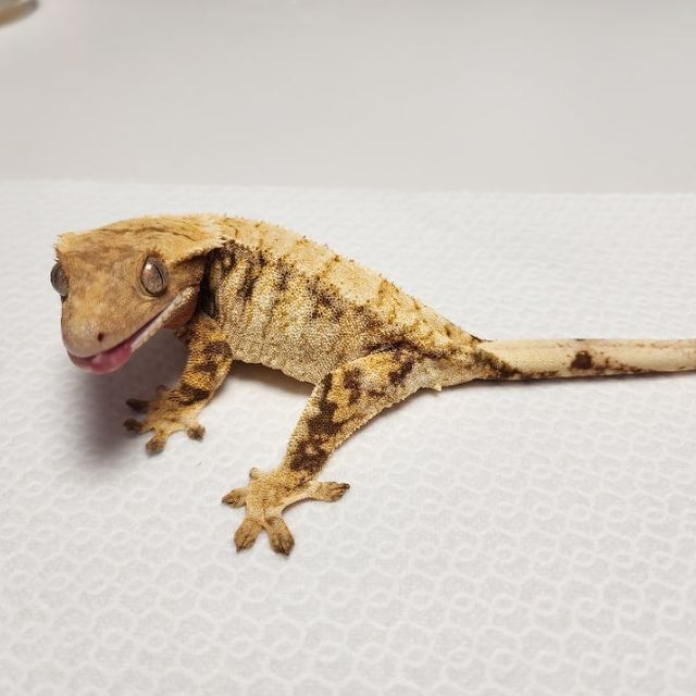 트라이 익스트림할리퀸