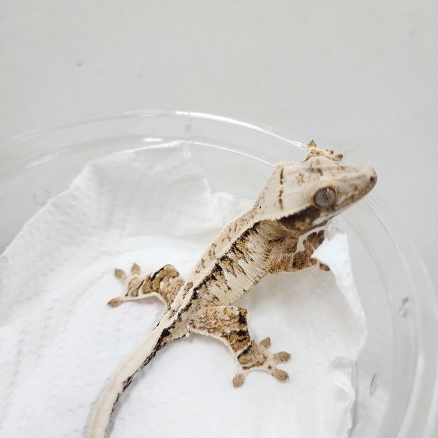 트라이