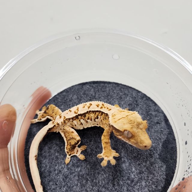 트라이