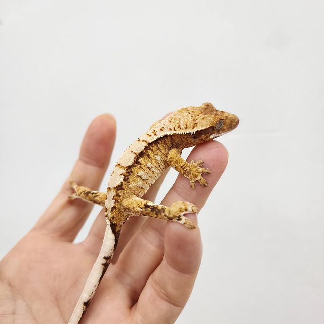 트라이