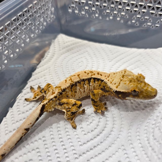 트라이 익스트림할리퀸 화이트스팟