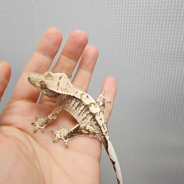 트라이