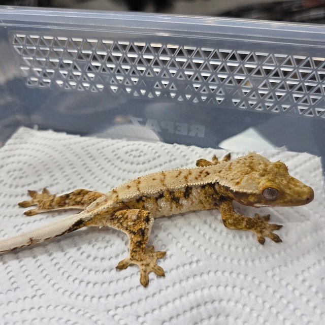 트라이 익스트림할리퀸 화이트스팟