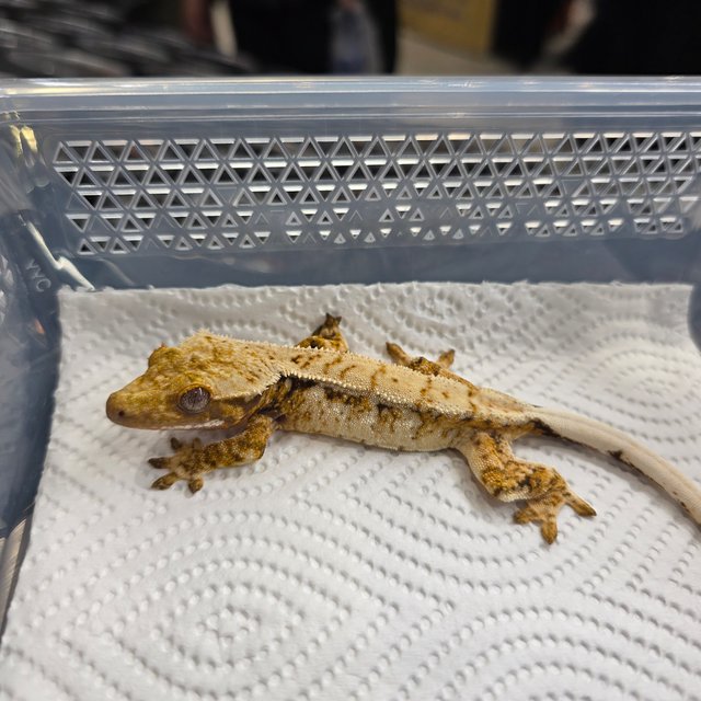 트라이 익스트림할리퀸 화이트스팟