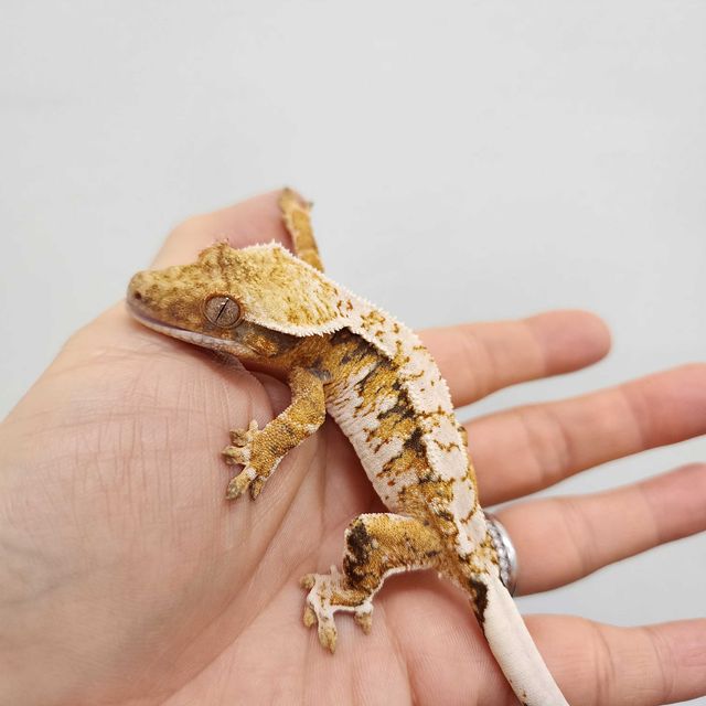 트라이 익스트림할리퀸