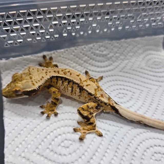 트라이 익스트림할리퀸 화이트스팟