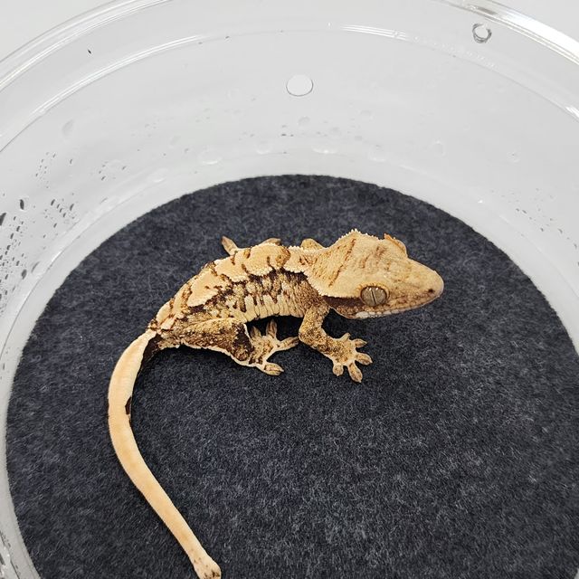 트라이
