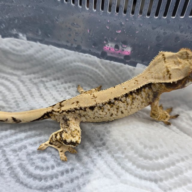 트라이 화이트스팟