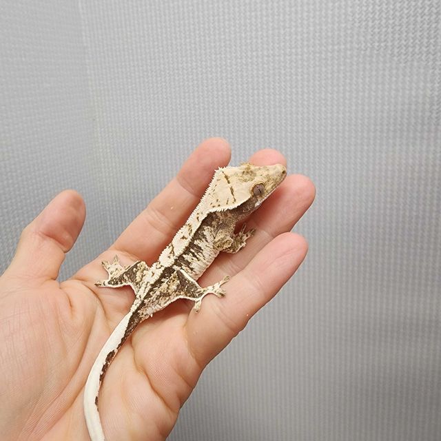 트라이